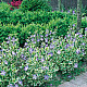 Зеленика - Vinca major “Variegata“