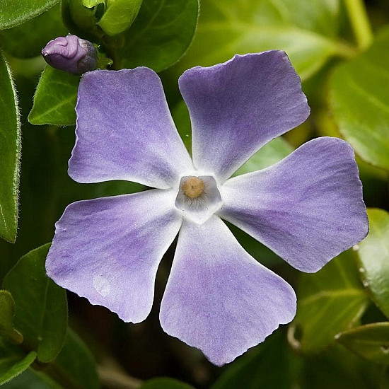 Зеленика - Vinca major “Variegata“
