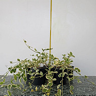 Зеленика - Vinca major “Variegata“