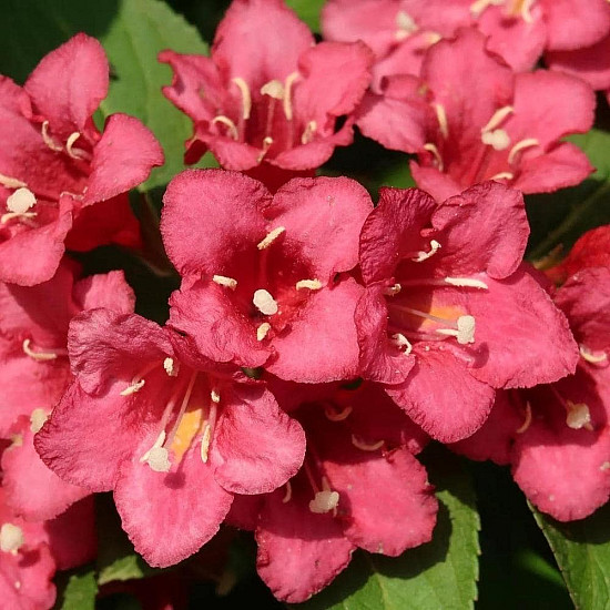 Вайгела Бристол Руби - Weigela “Bristol Ruby“ /Newport Red