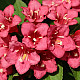 Вайгела Бристол Руби - Weigela “Bristol Ruby“ /Newport Red