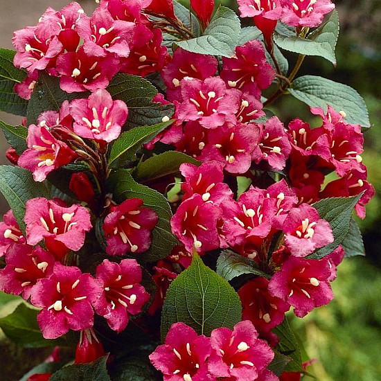 Вайгела Бристол Руби - Weigela “Bristol Ruby“ /Newport Red