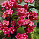 Вайгела Бристол Руби - Weigela “Bristol Ruby“ /Newport Red