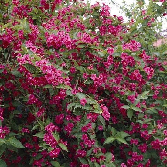Вайгела Бристол Руби - Weigela “Bristol Ruby“ /Newport Red