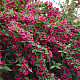 Вайгела Бристол Руби - Weigela “Bristol Ruby“ /Newport Red