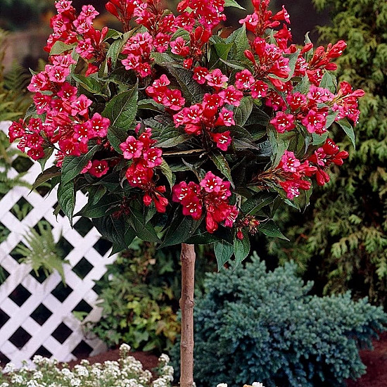 Вайгела Бристол Руби - Weigela “Bristol Ruby“ /Newport Red