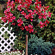 Вайгела Бристол Руби - Weigela “Bristol Ruby“ /Newport Red