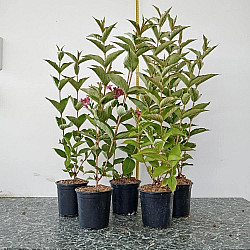 Вайгела Бристол Руби - Weigela “Bristol Ruby“ /"Newport Red"