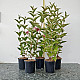 Вайгела Бристол Руби - Weigela “Bristol Ruby“ /Newport Red