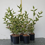 Цветуща шарена вайгела - Weigela florida “Variegata“