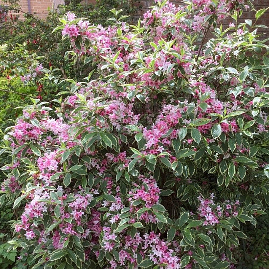 Вайгела - Weigela Kosteriana Variegata