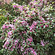 Вайгела - Weigela Kosteriana Variegata