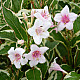 Вайгела - Weigela Kosteriana Variegata