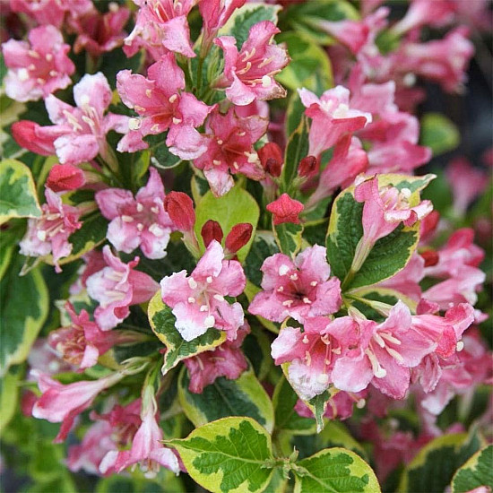 Вайгела - Weigela Kosteriana Variegata