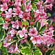 Вайгела - Weigela Kosteriana Variegata