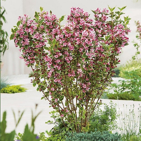 Вайгела - Weigela Kosteriana Variegata