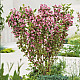 Вайгела - Weigela Kosteriana Variegata