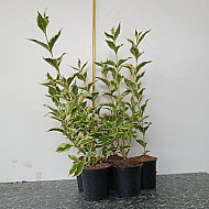 Вайгела - Weigela 'Kosteriana Variegata'