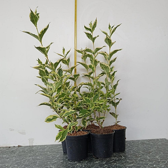 Вайгела - Weigela Kosteriana Variegata