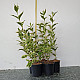 Вайгела - Weigela Kosteriana Variegata
