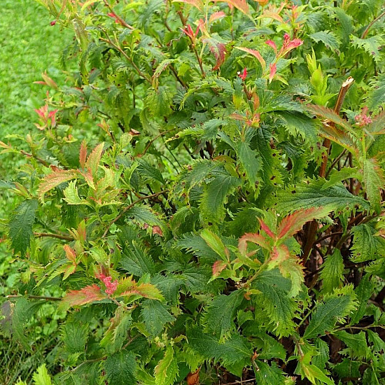 Японска спирея - Spiraea japonica “Crispa“