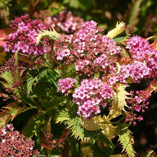 Японска спирея - Spiraea japonica “Crispa“