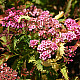 Японска спирея - Spiraea japonica “Crispa“