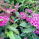 Японска спирея - Spiraea japonica “Crispa“