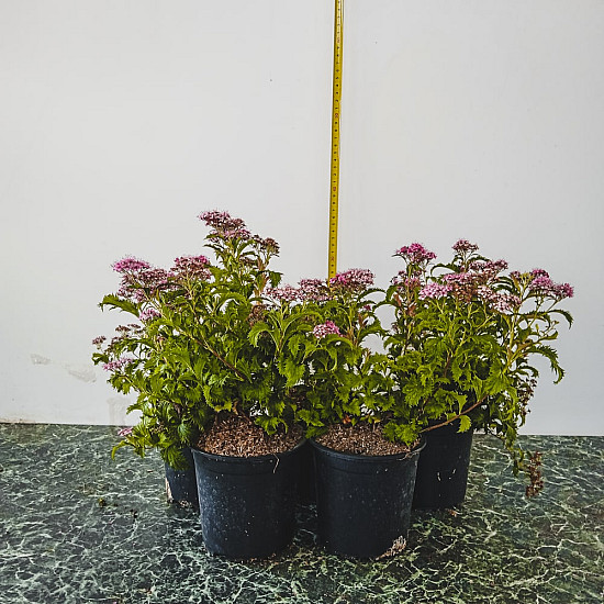 Японска спирея - Spiraea japonica “Crispa“