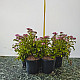 Японска спирея - Spiraea japonica “Crispa“