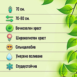 Японска спирея - Spiraea japonica “Crispa“