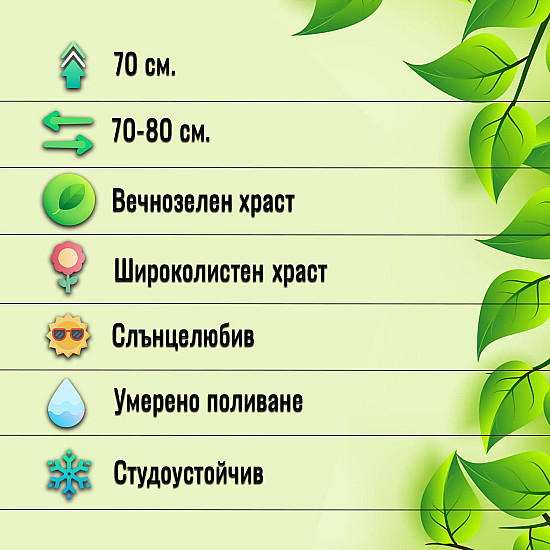 Японска спирея - Spiraea japonica “Crispa“