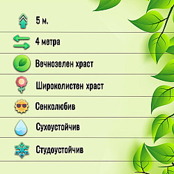 Червенолистен японски нокът - Lonicera japonica