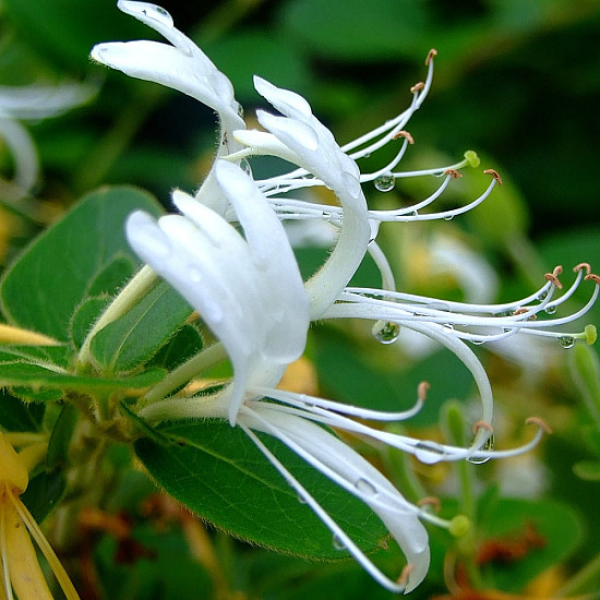 Червенолистен японски нокът - Lonicera japonica