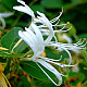 Червенолистен японски нокът - Lonicera japonica