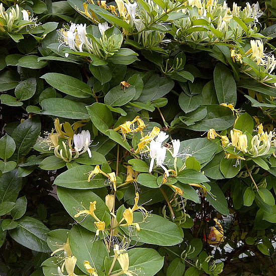 Червенолистен японски нокът - Lonicera japonica