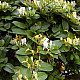 Червенолистен японски нокът - Lonicera japonica