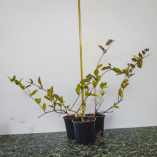 Червенолистен японски нокът - Lonicera japonica