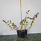 Червенолистен японски нокът - Lonicera japonica