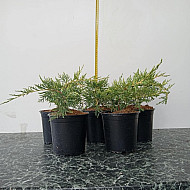 Златиста хвойна - Juniperus x pfitzeriana 'pfitzeriana aurea' 