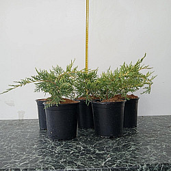 Златиста хвойна - Juniperus x pfitzeriana 'pfitzeriana aurea' 