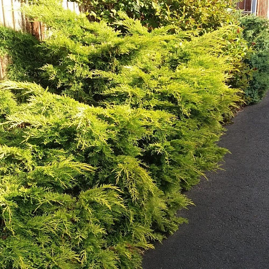 Златиста хвойна - Juniperus x pfitzeriana pfitzeriana aurea