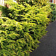 Златиста хвойна - Juniperus x pfitzeriana pfitzeriana aurea