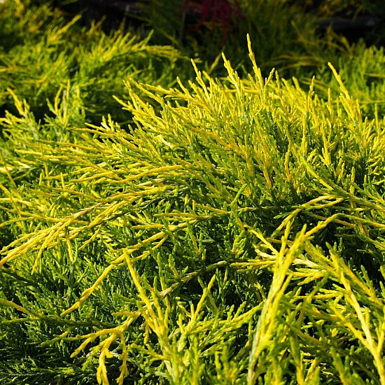 Златиста хвойна - Juniperus x pfitzeriana pfitzeriana aurea