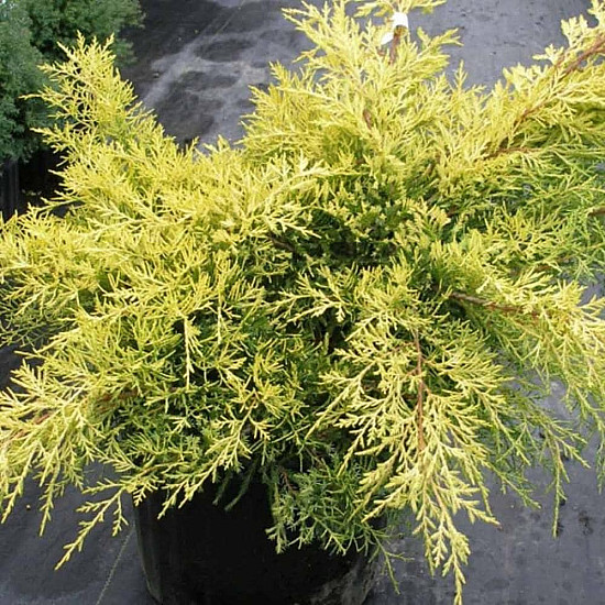 Златиста хвойна - Juniperus x pfitzeriana pfitzeriana aurea