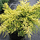 Златиста хвойна - Juniperus x pfitzeriana pfitzeriana aurea