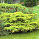 Златиста хвойна - Juniperus x pfitzeriana pfitzeriana aurea