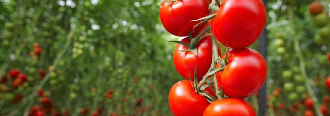 Прецизно напояване на домати. Защо подобрява качеството и как увеличава продукцията?