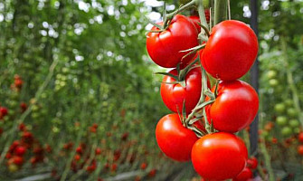 Прецизно напояване на домати. Защо подобрява качеството и как увеличава продукцията?