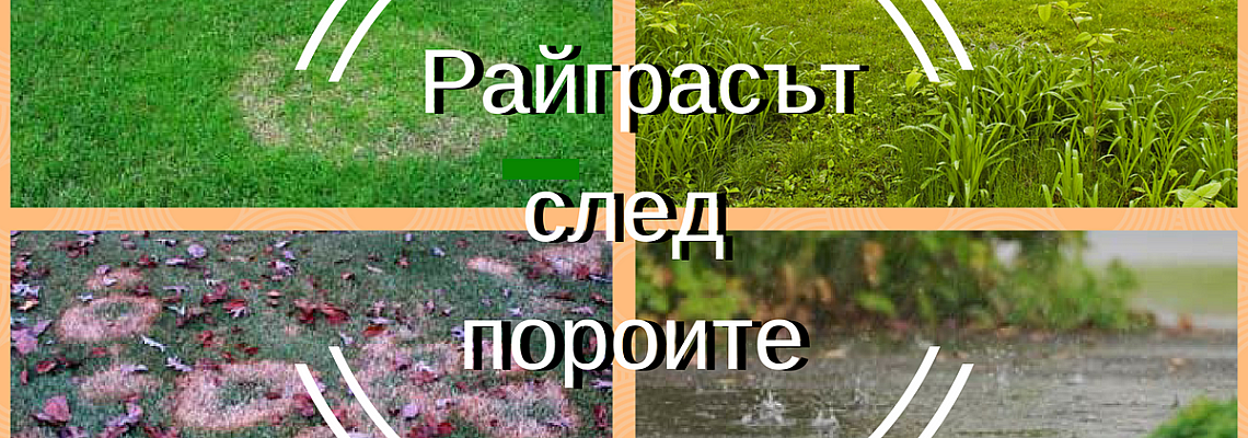 Райграсът след пороите - как да го възстановим?